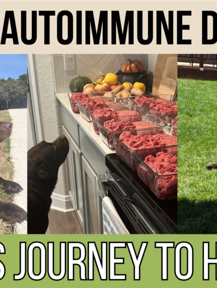 Doggy Autoimmune Disease: Bear’s Journey Back to Health